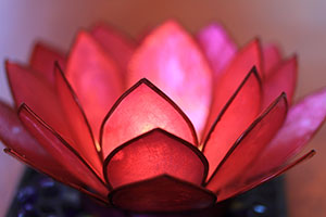 lotus